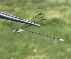 Lestes japonicus