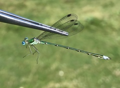 Lestes japonicus