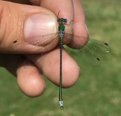 Lestes japonicus