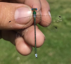 Lestes japonicus