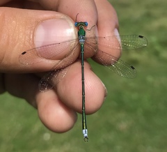 Lestes japonicus