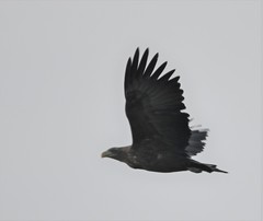 Haliaeetus albicilla