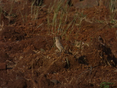 Oenanthe isabellina