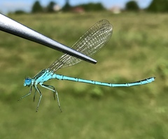 Paracercion plagiosum