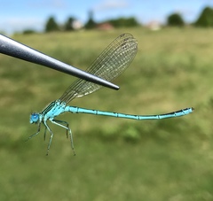 Paracercion plagiosum