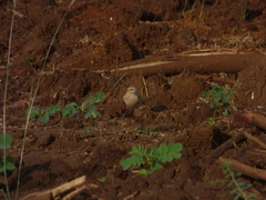 Oenanthe isabellina