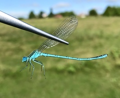 Paracercion plagiosum