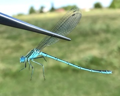 Paracercion plagiosum