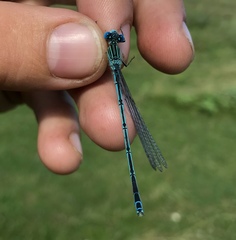 Paracercion plagiosum