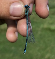 Paracercion plagiosum