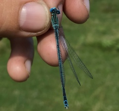 Paracercion plagiosum