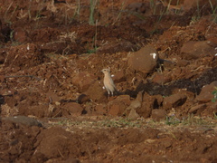 Oenanthe isabellina