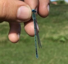 Paracercion plagiosum