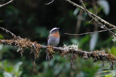 Ochthoeca rufipectoralis