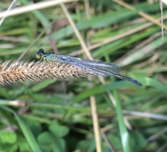 Paracercion v-nigrum