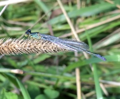 Paracercion v-nigrum