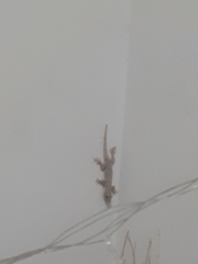 Hemidactylus platyurus