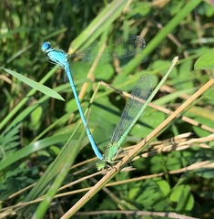 Paracercion plagiosum