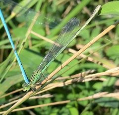 Paracercion plagiosum