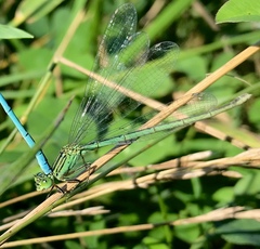 Paracercion plagiosum