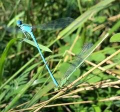 Paracercion plagiosum