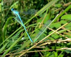 Paracercion plagiosum