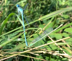 Paracercion plagiosum