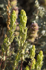 Castilleja plagiotoma