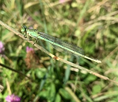 Paracercion plagiosum