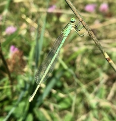 Paracercion plagiosum