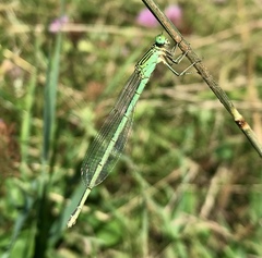 Paracercion plagiosum