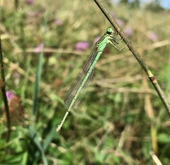 Paracercion plagiosum