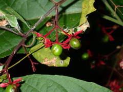 Clerodendrum trichotomum
