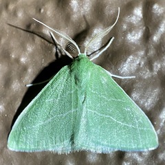 Synchlora bistriaria