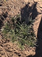 Erysimum suffrutescens