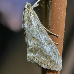 Evergestis simulatilis