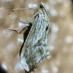 Evergestis simulatilis