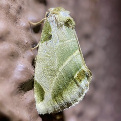 Heminocloa mirabilis