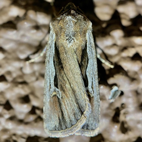 Euxoa hollemani photo 5
