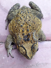 Duttaphrynus melanostictus