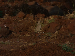 Oenanthe isabellina