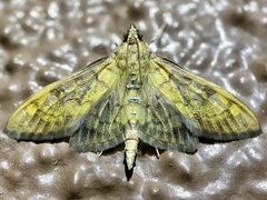 Mimorista subcostalis