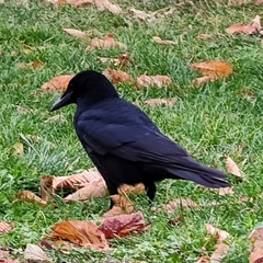 Corvus corone