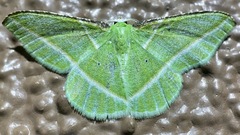 Dichorda consequaria