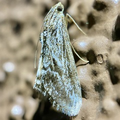 Evergestis simulatilis