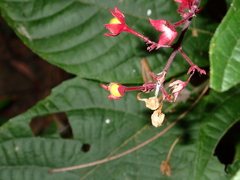 Clerodendrum trichotomum