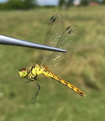 Sympetrum kunckeli