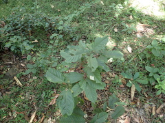 Clerodendrum trichotomum