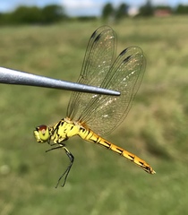 Sympetrum kunckeli
