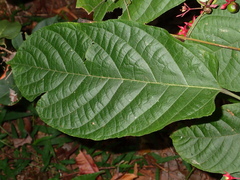 Clerodendrum trichotomum